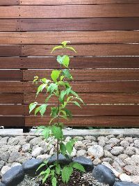 松本市住宅設計