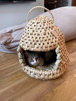 源池設計室猫のいる暮らし